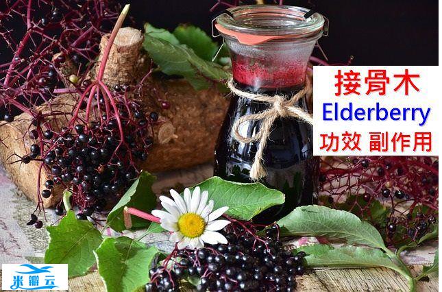黑接骨木(莓果)的6种功效及副作用（5点使用禁忌要小心）