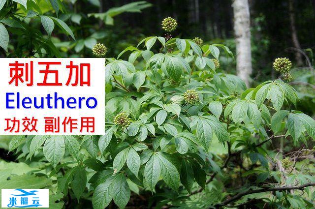 刺五加的11种功效与副作用（16点使用禁忌要小心）