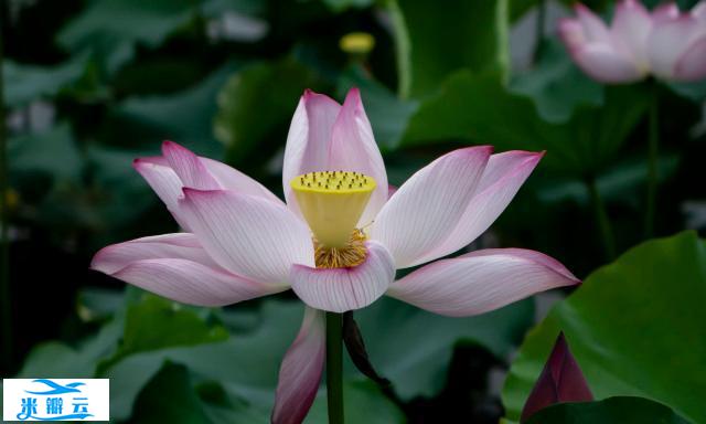 &ldquo;契可尼效应&rdquo;:人对于得不到的东西,有太多&ldquo;执念&rdquo;