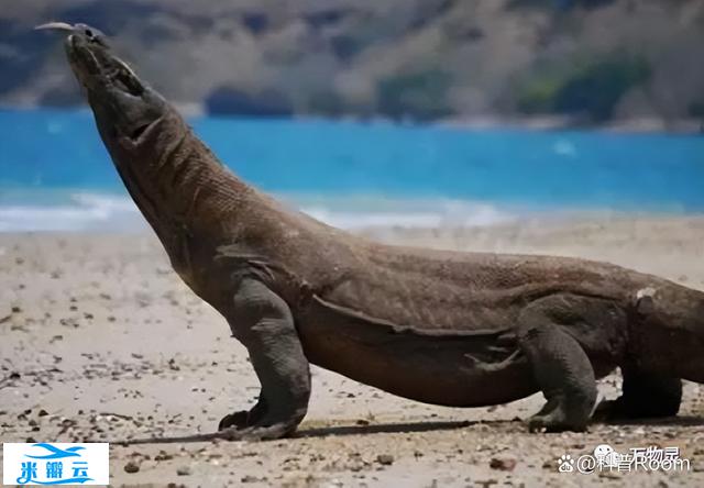 动物界也存在&ldquo;心理变态&rdquo;吗?