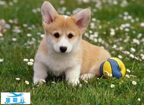 动物行为学:揭秘动物的心理世界