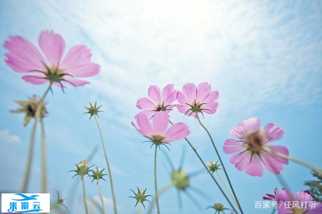 那些有趣的心理学效应